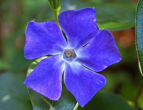 Vinca mayor (Vincapervinca major)