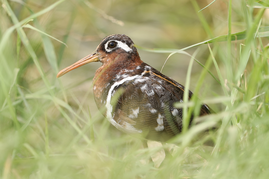 Greater Painted Snipe Rostratula benghalensis