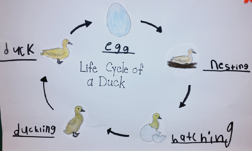 Duck Life Cycle Study - Simple Living. Creative Learning