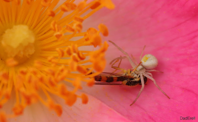 Une araignée crabe dévore un syrphe