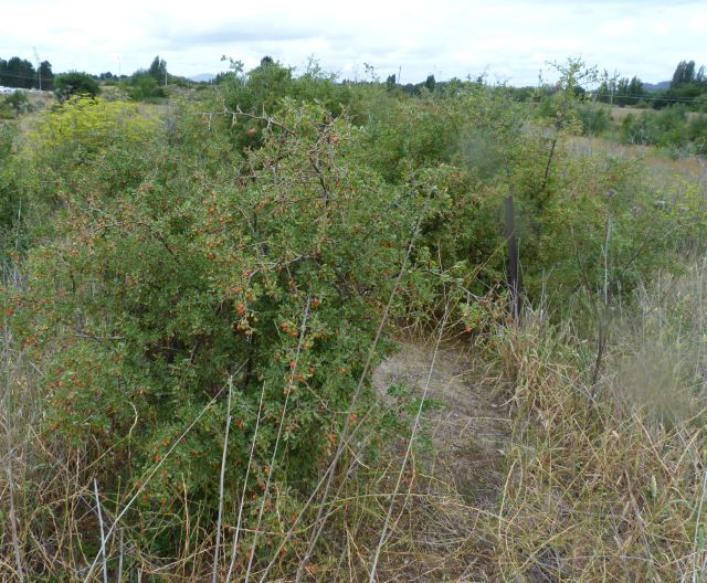 The National Australian Museum of Weeds