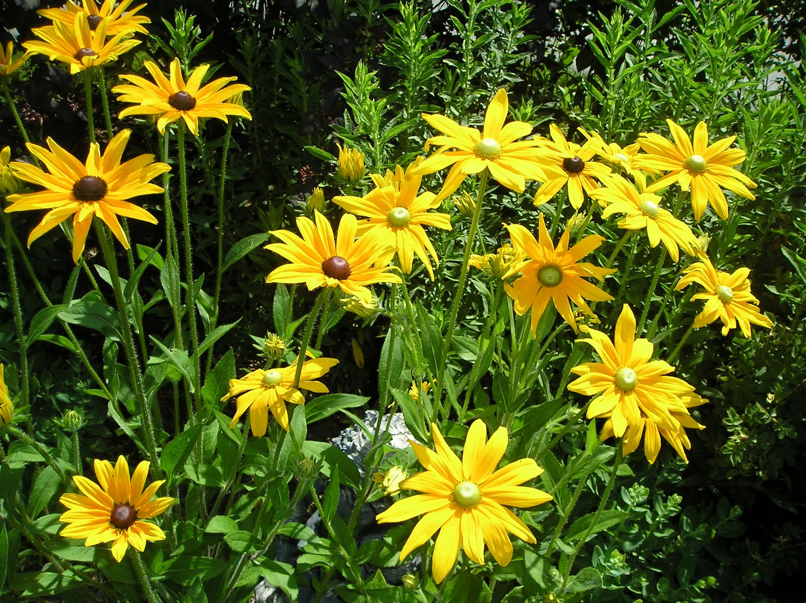 2 flowers zone 9 flowers zone 9 anaknulp