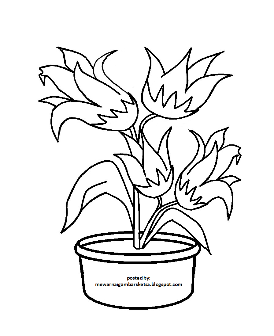 25+ Mewarnai Gambar Terompet