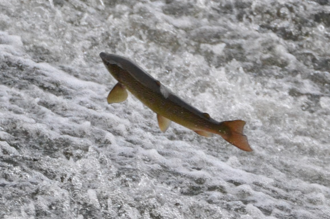 Nickseatrout,s blog. Fishing the river towy for salmon and sea trout