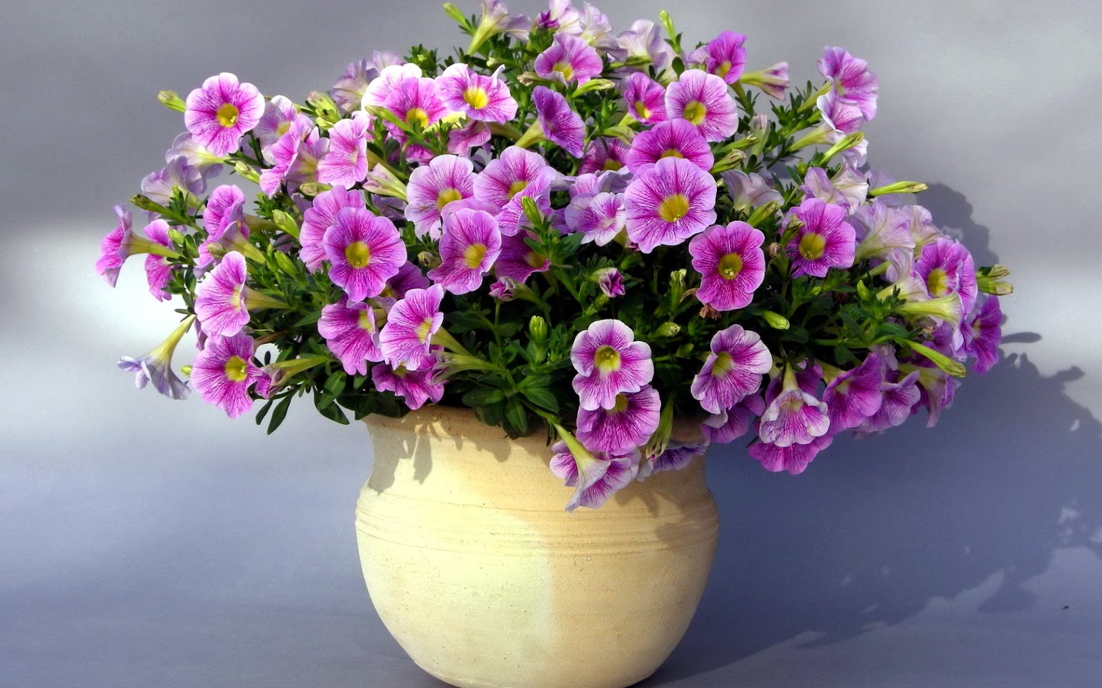 Fotos de floreros con flores - Fotos Bonitas de Amor | Imágenes Bonitas