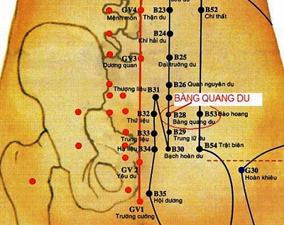 Vị trí huyệt bàng quang du