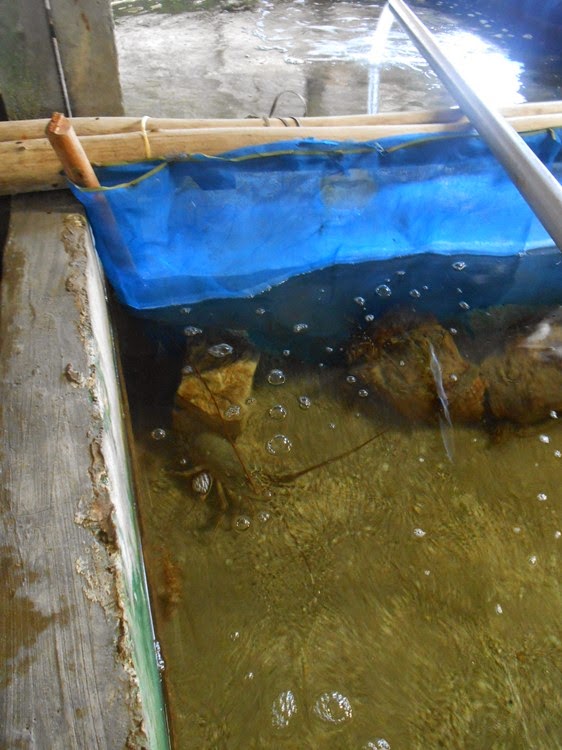 BERPETUALANG KE ACEH Horseshoe crab farm at Sedili Kecil