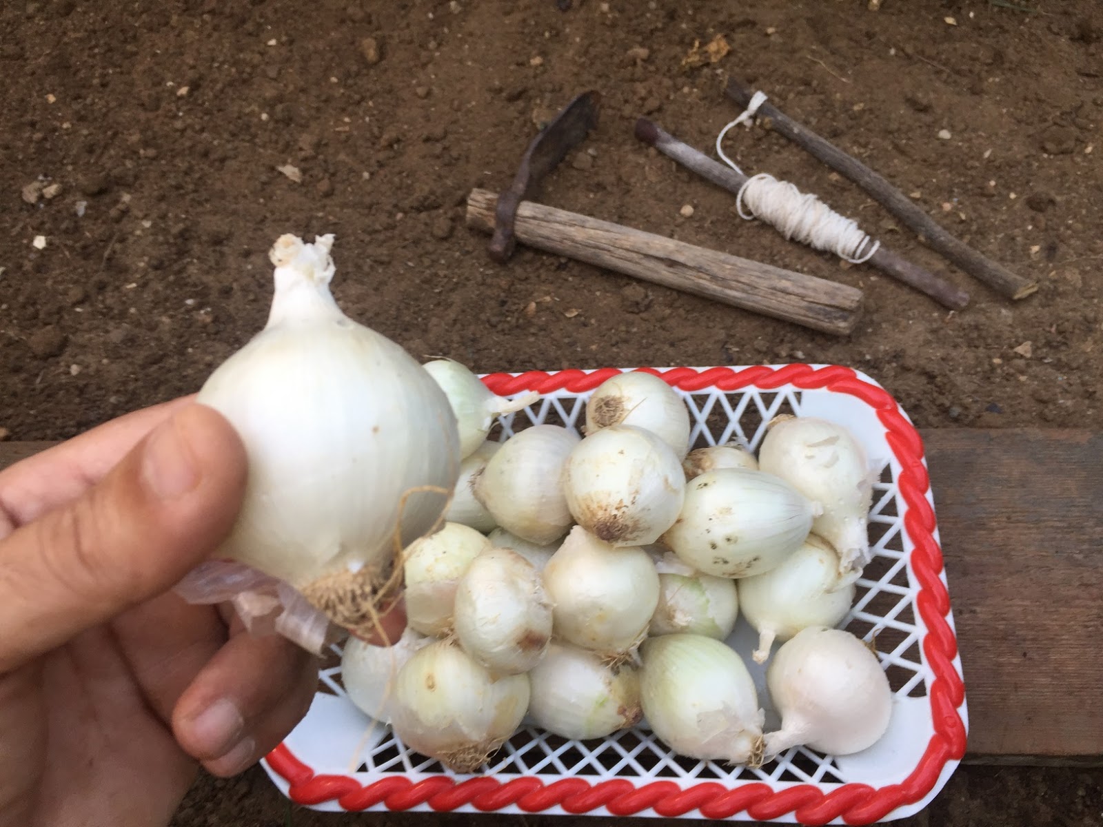 How To Plant Onion Bulbs