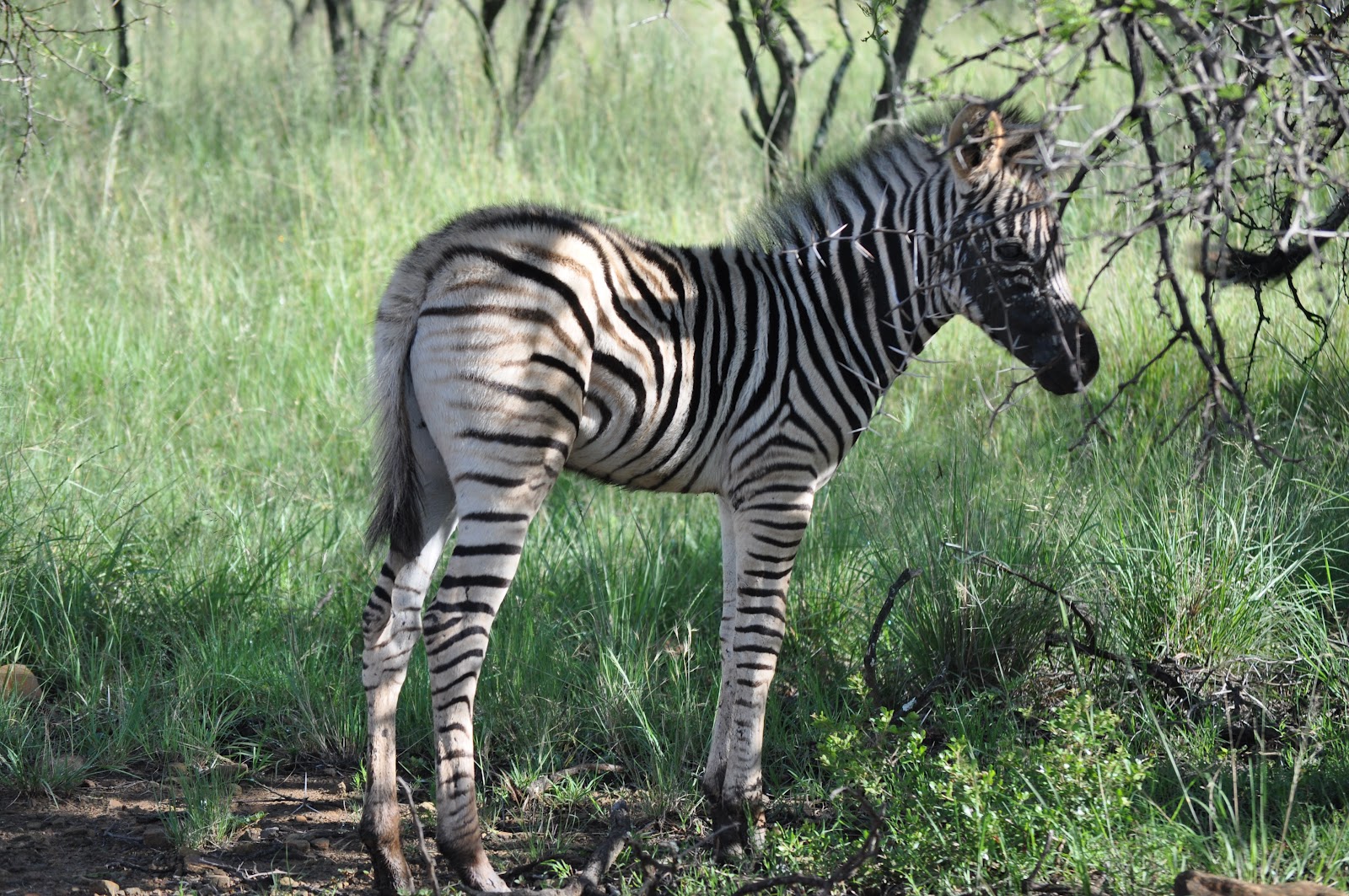 Perfect Zebras Predators Pictures on Animal Picture Society