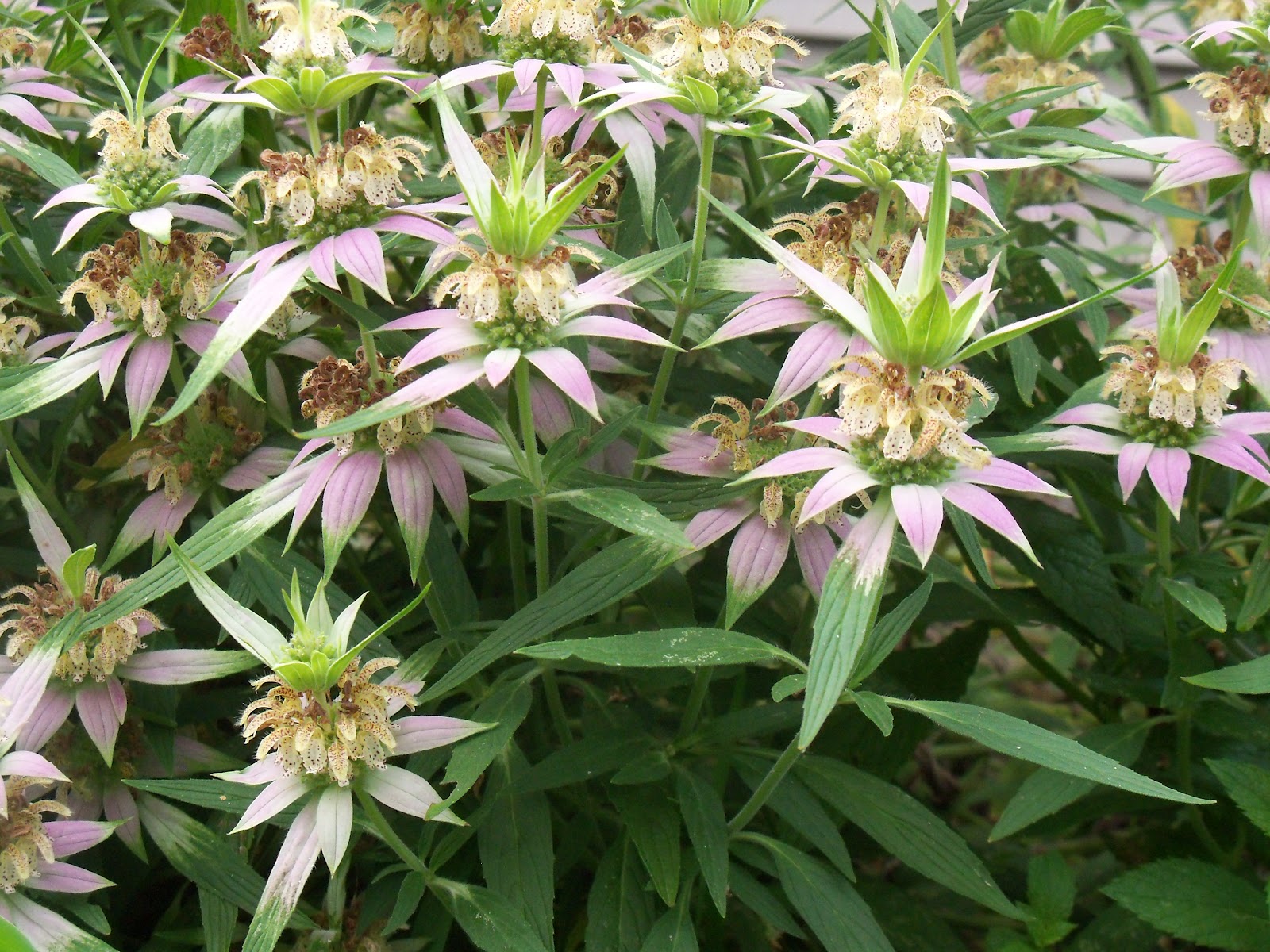 Monarda Punctata: Flower Portraits of a spotted bee balm | Choky Care
