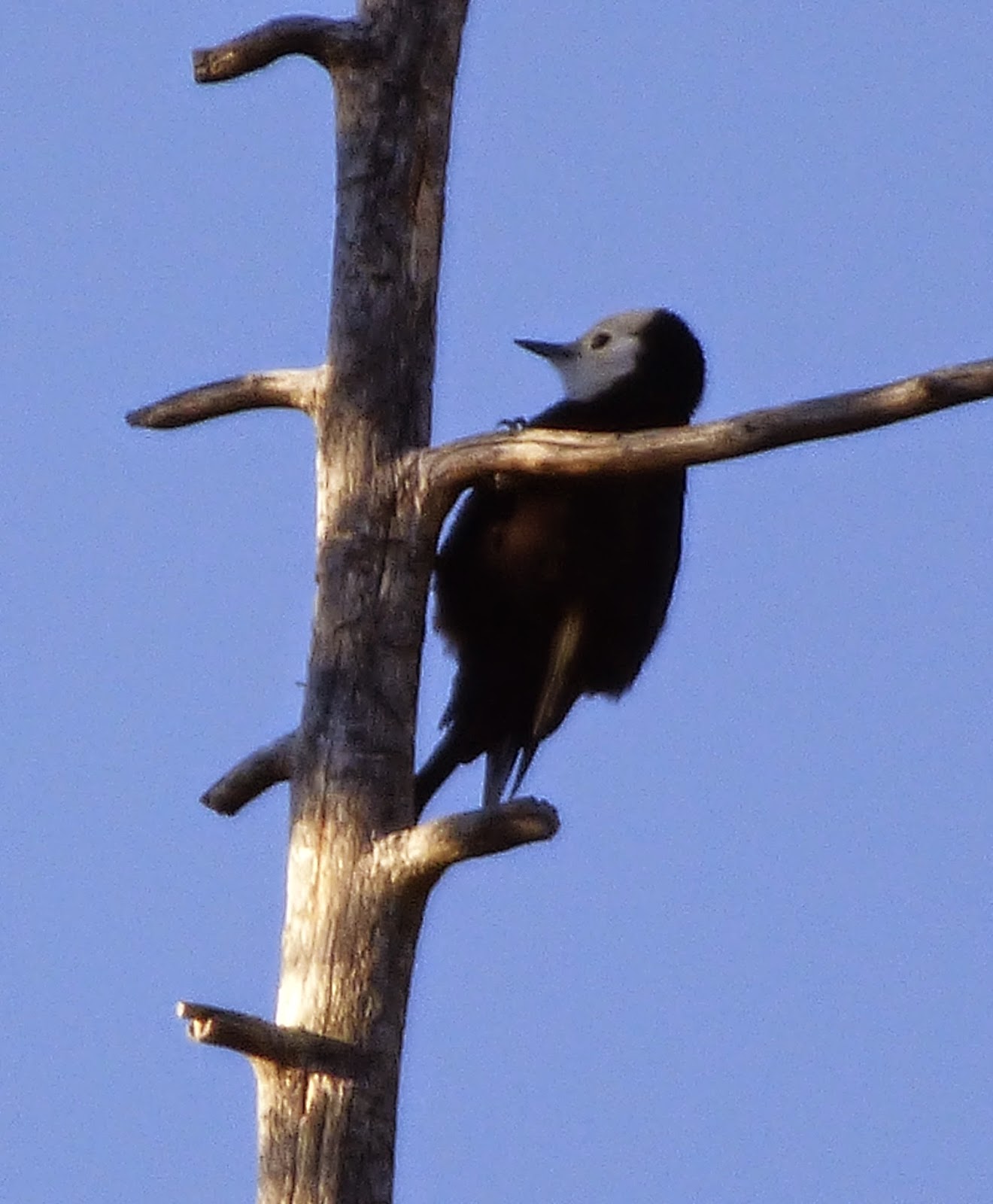 Geotripper's California Birds: Bird of the Day: White-headed Woodpecker