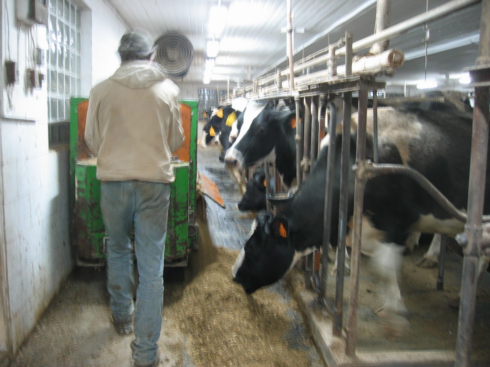 WI Farm Life Mixing Feed In Pictures