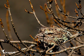 Las aves esconden cuidadosamente sus nidos, pero en otoño, los árboles que dejan caer sus hojas develan las secretas posiciones de estas pequeñas obras de arquitectura animal. Este nido está hecho de ramas y líquenes y colocado sobre las ramas de este fresno.