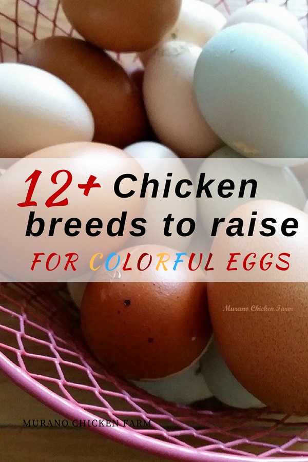 Chicken breeds to raise for pretty eggs Murano Chicken Farm