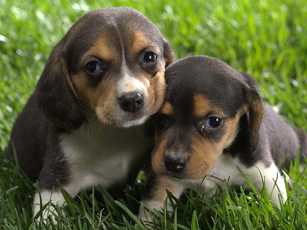attractive cute beautiful puppies pictures  Nice Wallpapers, Animals, 3D, Nature Wallpapers