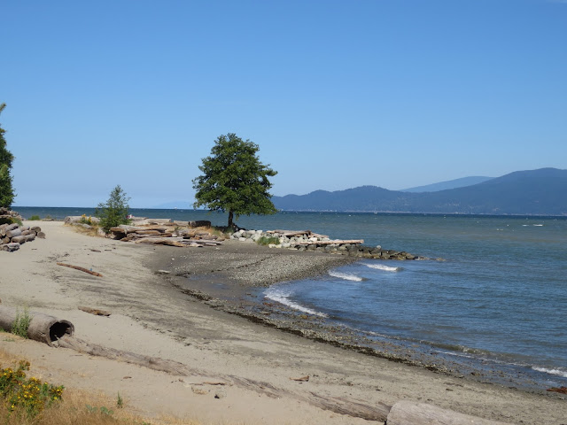 A lonely tree growing in Spanish Banks beach Vancouver, BC