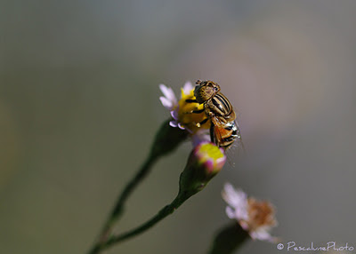 Pescalune Photo Eristalinus megacephalus