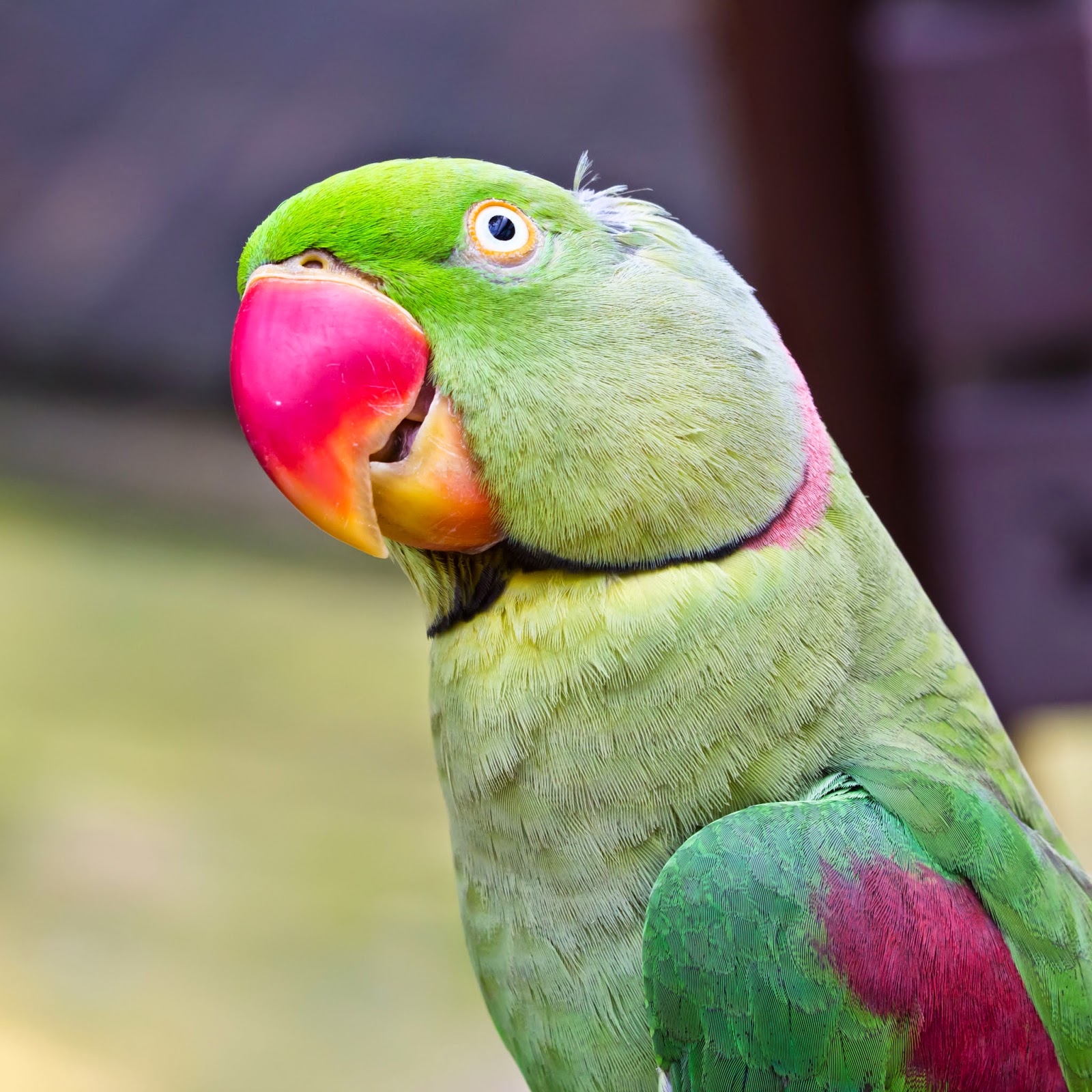 Parrot Hd Pictures Hd Wallpapers Parrots. w4Wallpapers