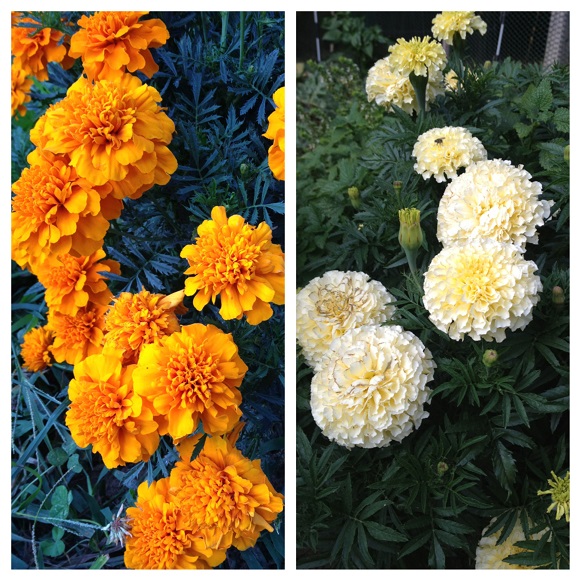 Marigolds grow your own pest spray (Try this!) Feathers in the woods