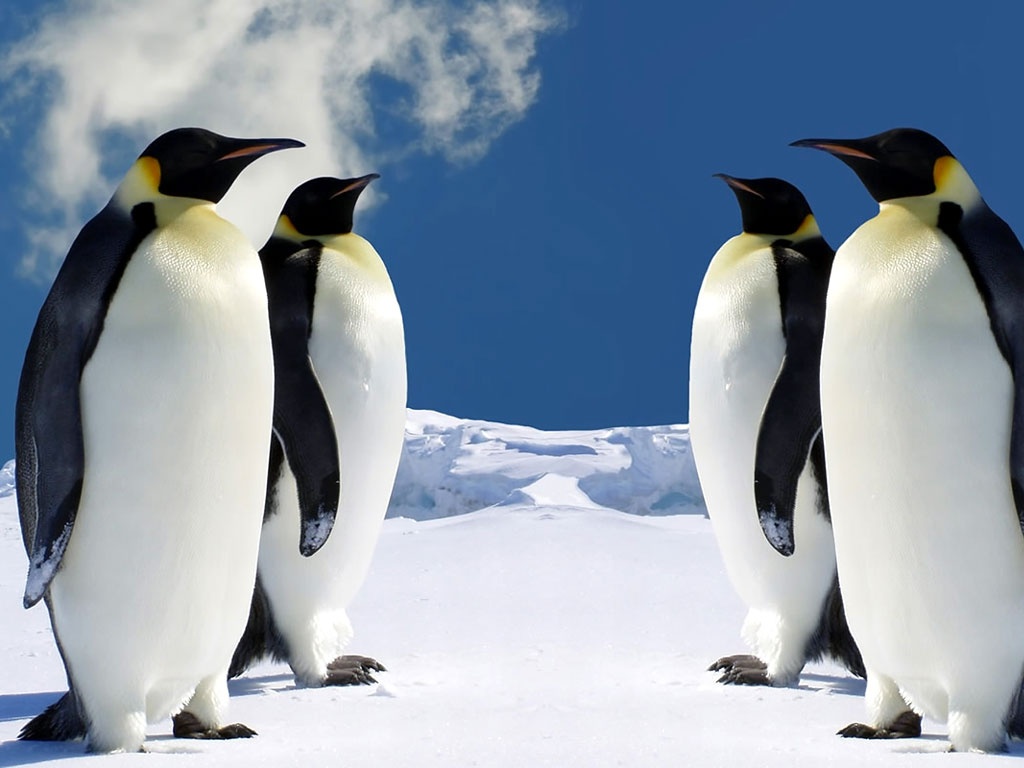 Beautiful Wallpapers: Beautiful Penguins Wallpapers
