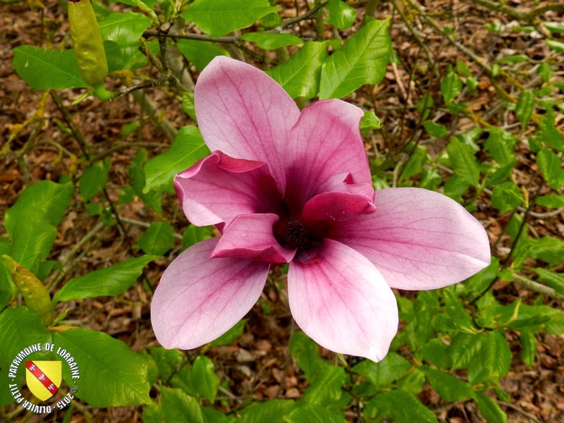VILLERS-LES-NANCY (54) : Le jardin botanique du Montet-Magnolia à fleurs pourpres