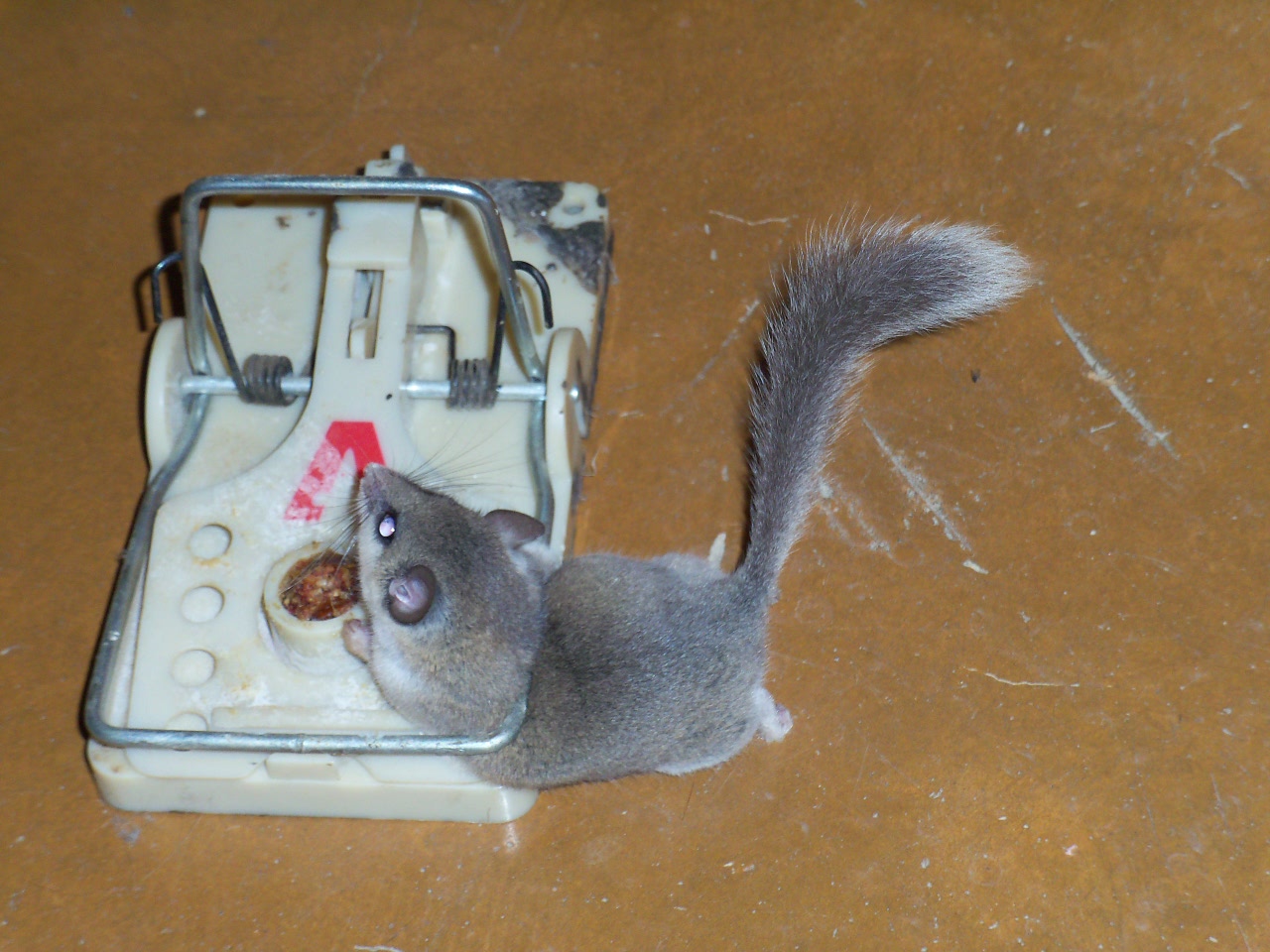 Go Into All The World: Mouse, Water & Laptop update