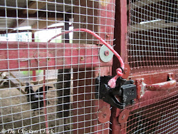chicken proof coop predator weasel chickens run lock chick proofing escape safety safe