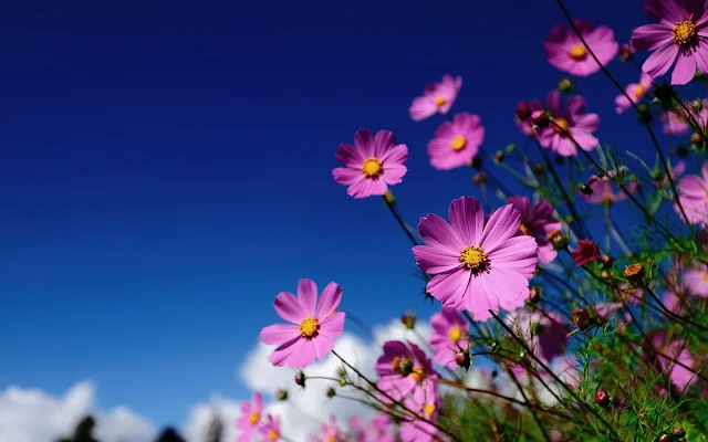 Bureaublad achtergrond met roze bloemen en een strak blauwe lucht