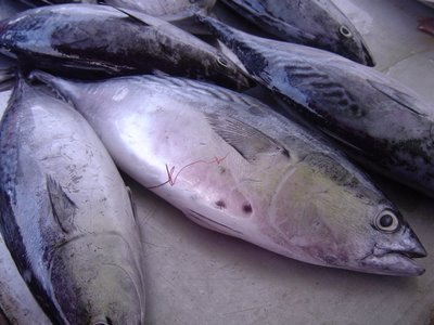 Manfaat Ikan Tongkol Jual Cakalang Memiliki Kandungan Asam Lemak Omega