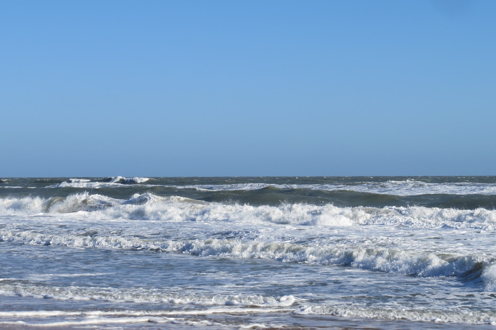 Florida Suncoast Birding Road Trip Lake Apopka