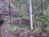 Sri Lanka tree plantarion- hill country tree plantarion- hill country