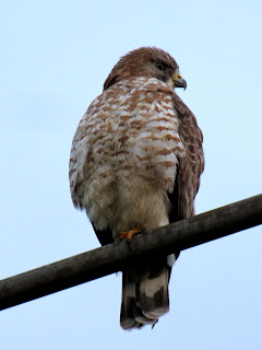 EJE CAFETERO - AVES DE CALDAS - BIRDS OF CALDAS -COLOMBIA: RAPACES Y