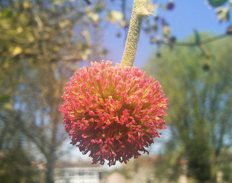 Trees with WindPollinated Flowers