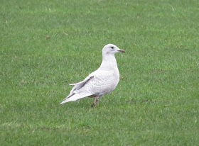 Iceland Gull - The Range, Anglesey