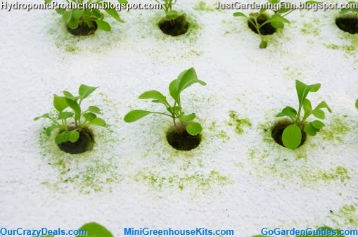 Hydroponic Greenhouse Seedlings Picture