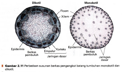 Gambar Struktur Daun Monokotil Pulp - Riset