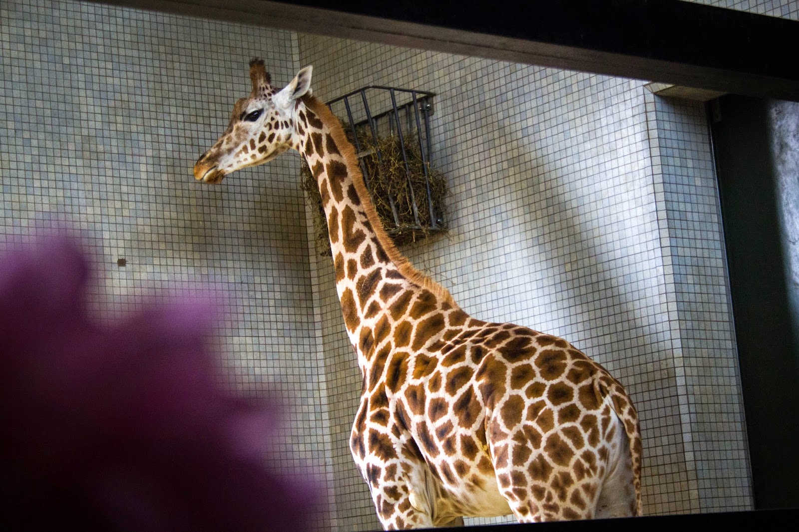 ZSL London Zoo: Meet the Giraffes in their 2 Viewing Areas
