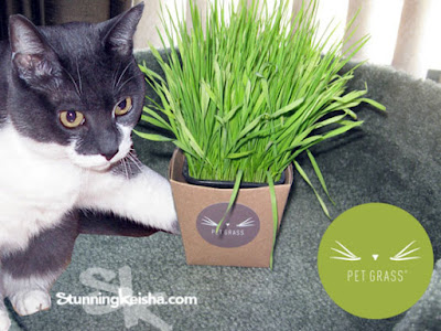 #PetGrass … a Whole New Ballgame For Your Cat #ad