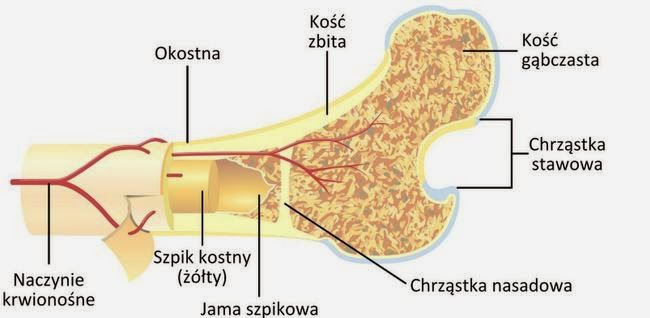 Anatomia: Lekcja 1: Układ szkieletowy
