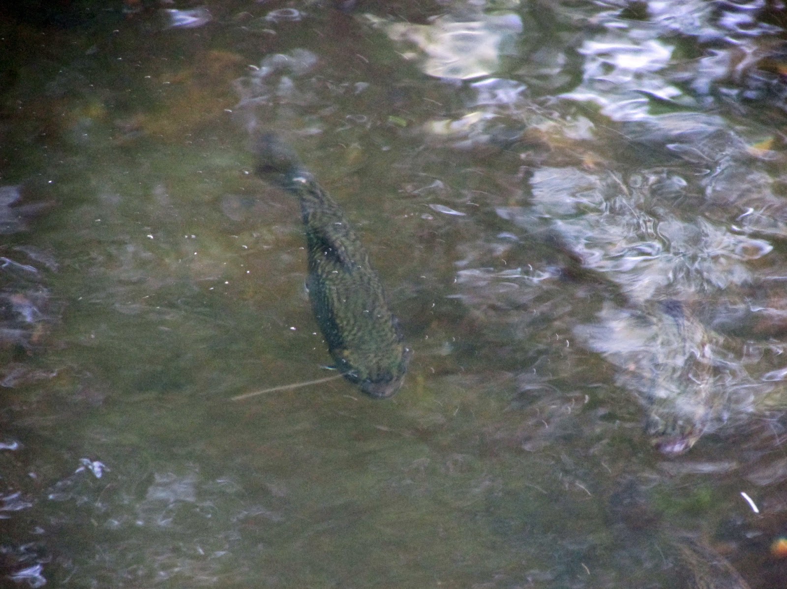 Massapequa Preserve Fish