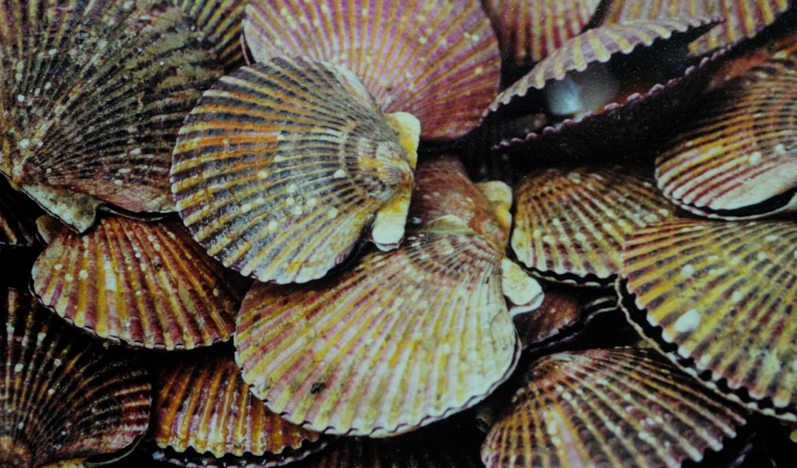 Oppdag Fisk! Peruviansk Kamskjell/Peruvian Scallop/Argopecten