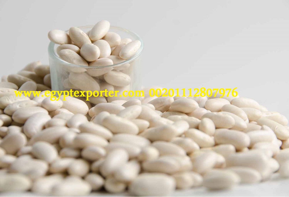 for sale Egyptian white beans, class A ,190 beans / 100 gm MAGDY HASSAN
