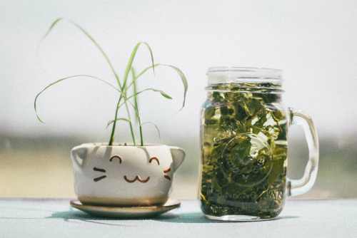 فوائد شرب الشاي الأخضر يوميا
