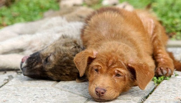 Sedih! Anjing ini temani adiknya yang mati selama 3 bulan