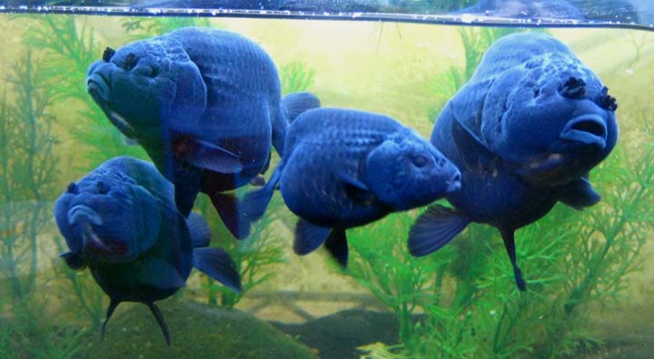 Ranchu Gardens: More Black Ranchu Pics