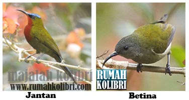 All Categories Efiratex8