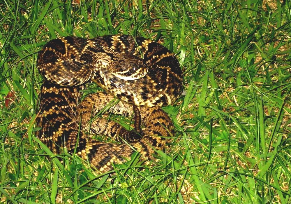 List Of Snakes Of Florida - Poisonous Snakes Florida