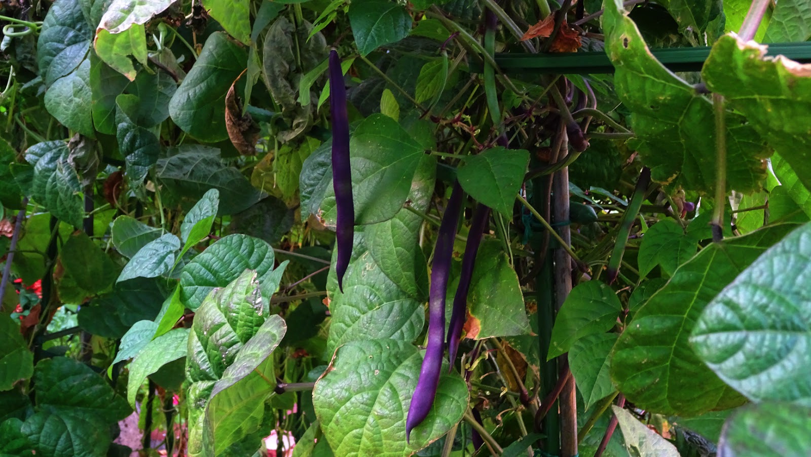 MAP 'PURPLE KING' BEANS IN OUR GARDEN