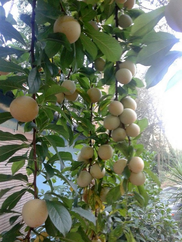 Ramas del ciruelo lleno de fruta.
