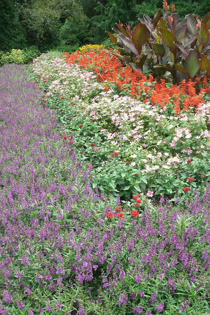 Angelonia, red salvia, cannas at James Gardens Etobicoke by garden muses: a Toronto gardening blog